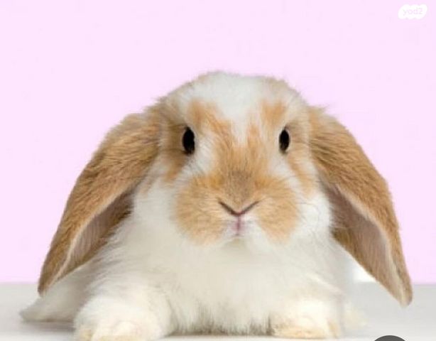 תמונת מודעה - חיות מחמד