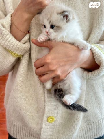 תמונת מודעה - חיות מחמד