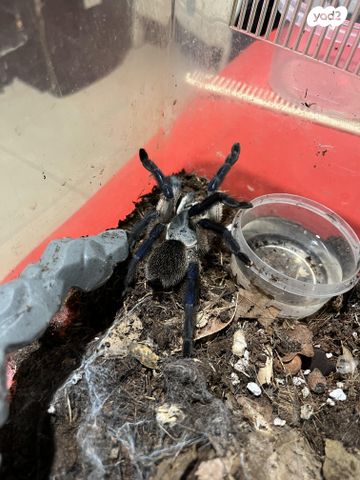 תמונת מודעה - חיות מחמד