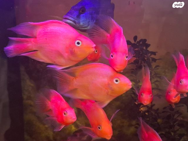 תמונת מודעה - חיות מחמד