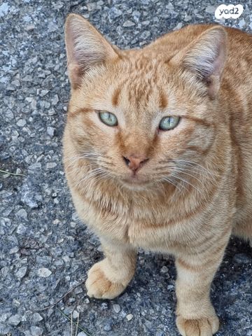 תמונת מודעה - חיות מחמד