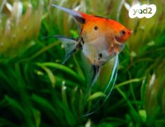 תמונת מודעה - חיות מחמד