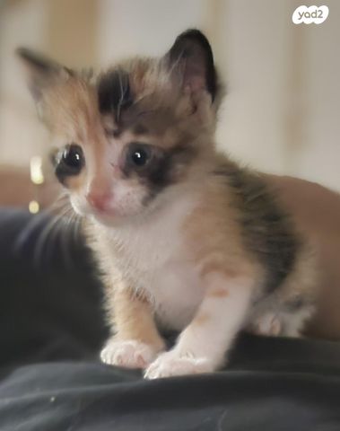 תמונת מודעה - חיות מחמד