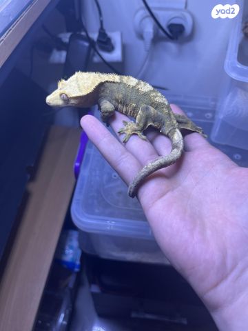 תמונת מודעה - חיות מחמד