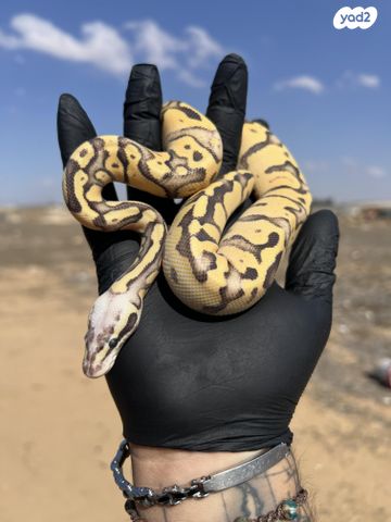 תמונת מודעה - חיות מחמד