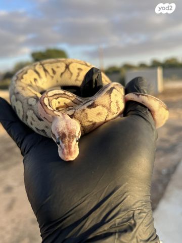 תמונת מודעה - חיות מחמד