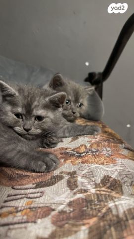 תמונת מודעה - חיות מחמד