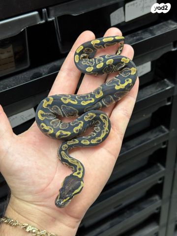 תמונת מודעה - חיות מחמד