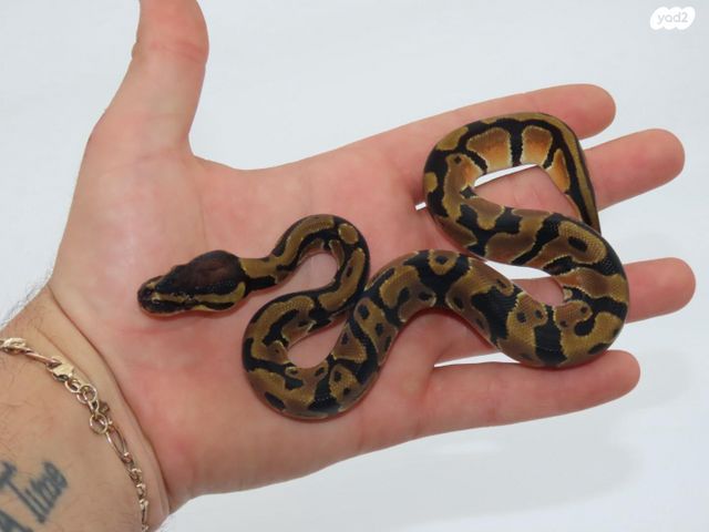 תמונת מודעה - חיות מחמד