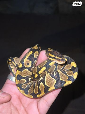 תמונת מודעה - חיות מחמד