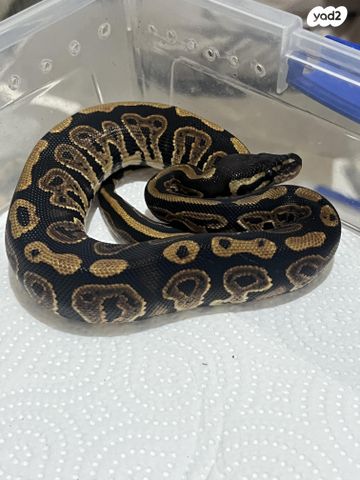 תמונת מודעה - חיות מחמד