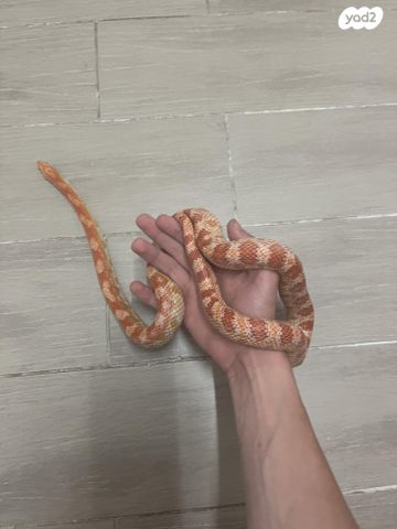 תמונת מודעה - חיות מחמד