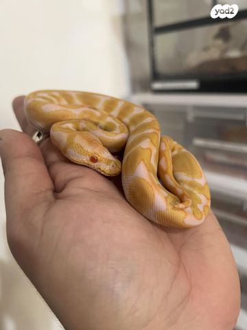 תמונת מודעה - חיות מחמד