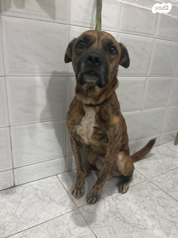 תמונת מודעה - חיות מחמד