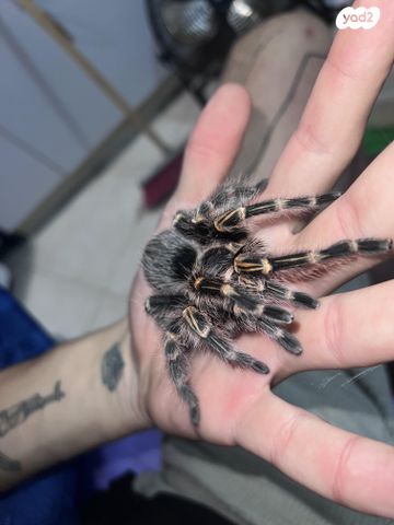 תמונת מודעה - חיות מחמד