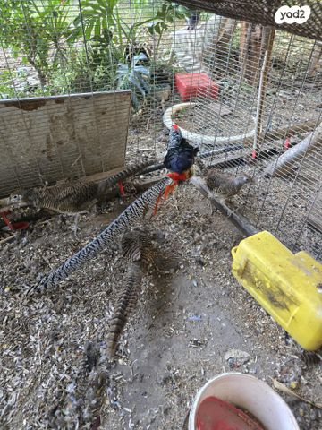 תוכי פסיונים