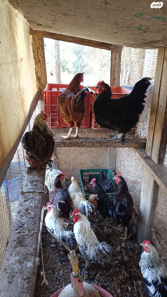 חיית משק בלאדי