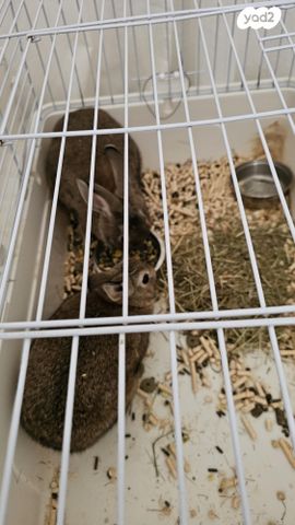 מכרסם ארנב ננסי