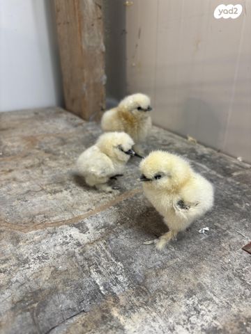 חיית משק בלאדי