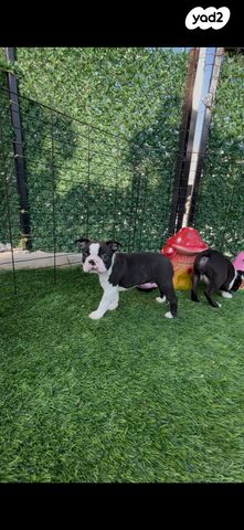 כלב בוסטון טרייר