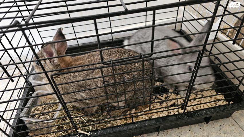 מכרסם ארנב ננסי