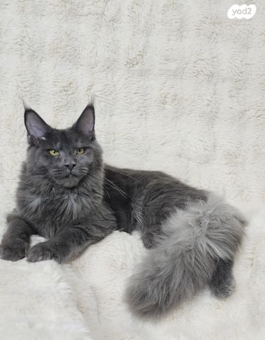 חתול מיין קון