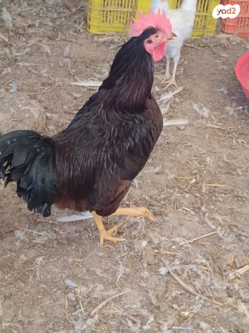 חיית משק בלאדי