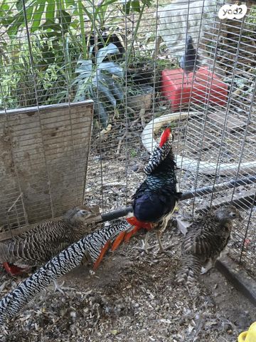 תוכי פסיונים