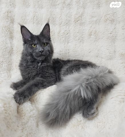 חתול מיין קון