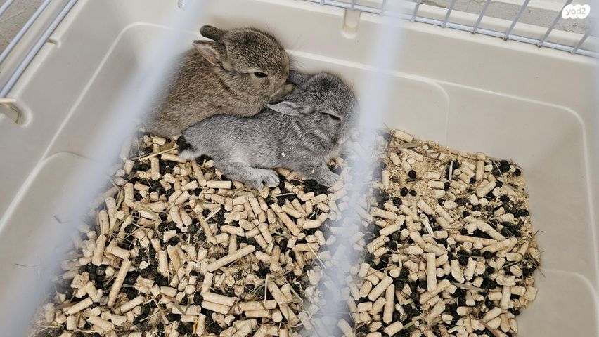 מכרסם ארנב ננסי