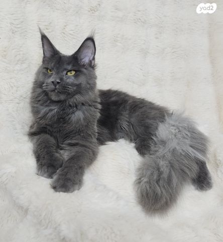 חתול מיין קון