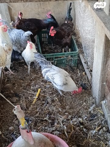 חיית משק בלאדי