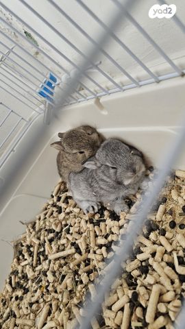 מכרסם ארנב ננסי