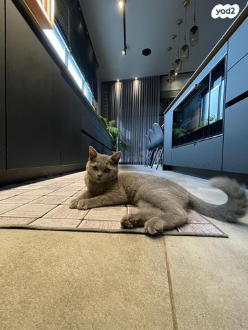 גג/ פנטהאוז, רחובות הנהר, חרוזים, רמת גן