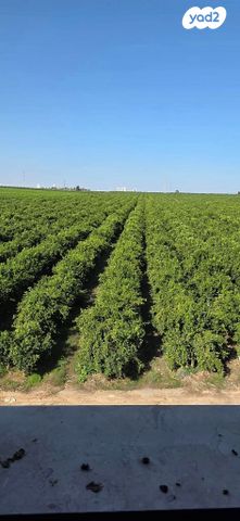 דירה, שיר השירים, גן יבנה מערב, גן יבנה