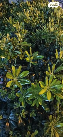 חנויות/ שטח מסחרי, תל חנן, נשר