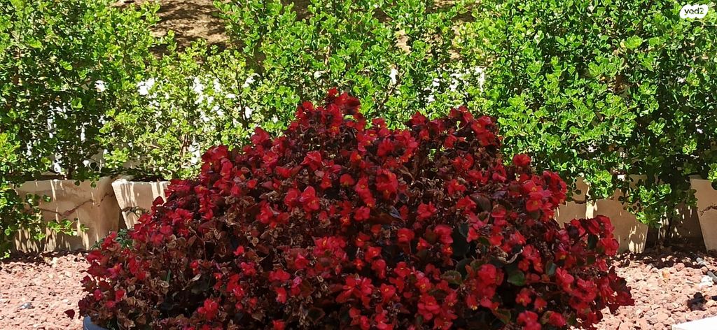 חנויות/ שטח מסחרי, תל חנן, נשר