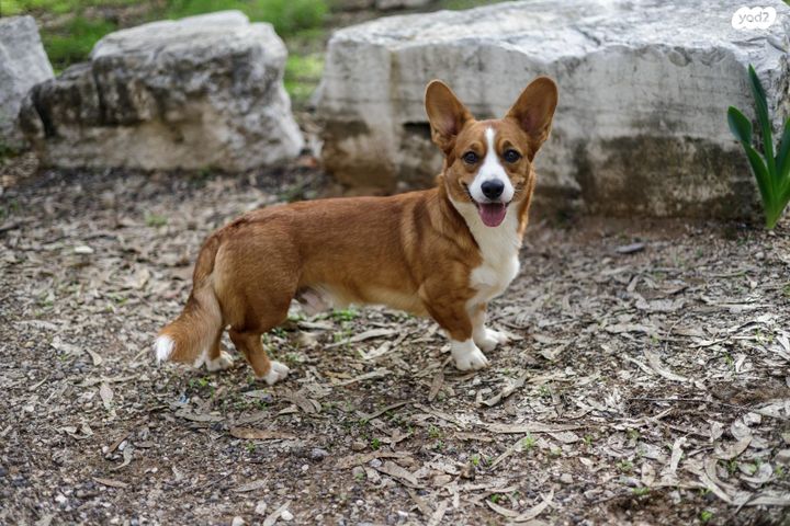 כלב וולש קורגי