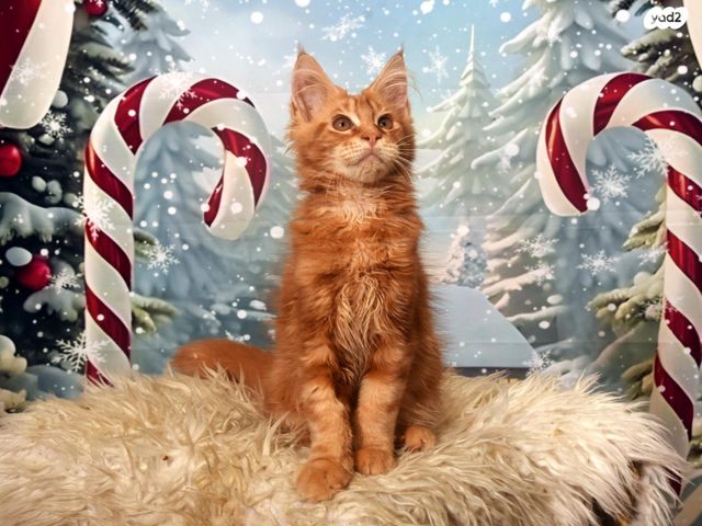 חתול מיין קון