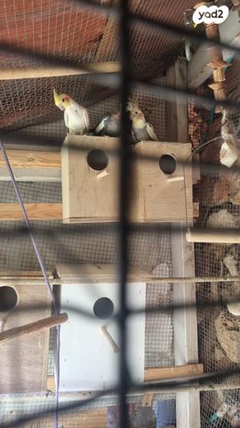 תמונת מודעה - חיות מחמד