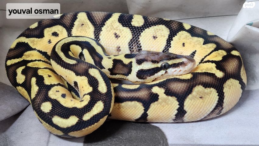 תמונת מודעה - חיות מחמד