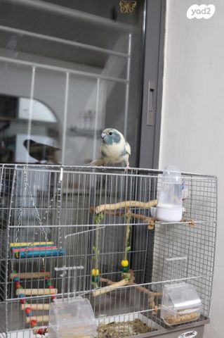 תמונת מודעה - חיות מחמד