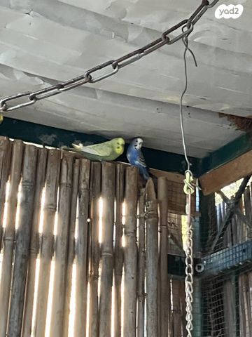 תמונת מודעה - חיות מחמד