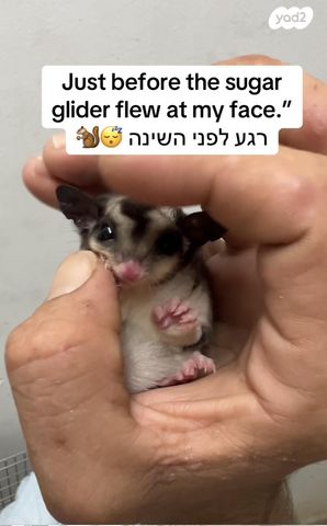 תמונת מודעה - חיות מחמד