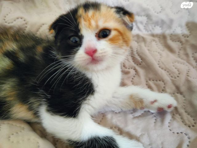 תמונת מודעה - חיות מחמד