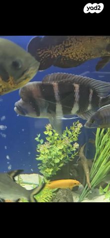 תמונת מודעה - חיות מחמד