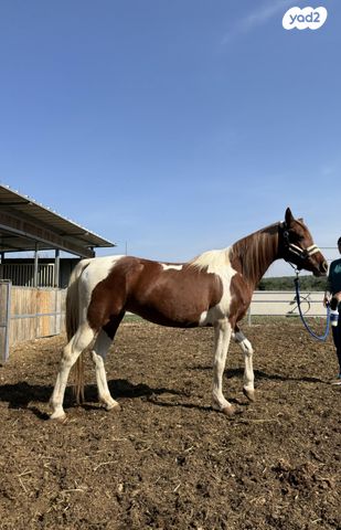 תמונת מודעה - חיות מחמד