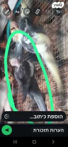 תמונת מודעה - חיות מחמד