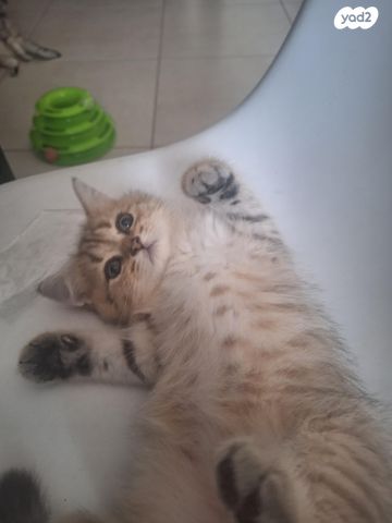 תמונת מודעה - חיות מחמד