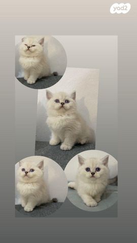 תמונת מודעה - חיות מחמד